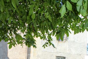 Festversammlung 40-Jahre SC Neugries